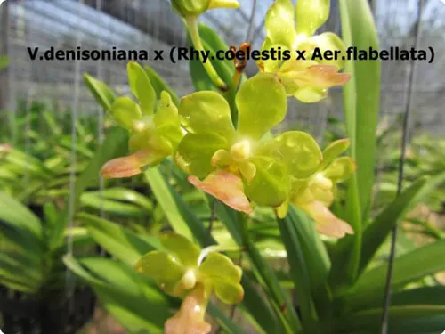 Vanda denisoniana x (Rhy coelestis x Vanda flabellata)
