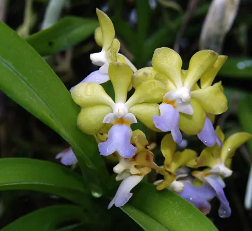 Vanda denisoniana x Rhynchostylis coelestis
