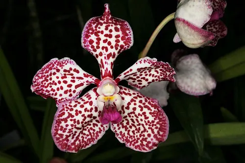 Vanda Gilbert Triboulet (coerulea x tricolor)