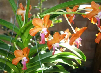 Vanda liouvillei