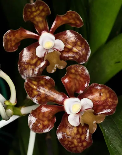Vanda brunnea