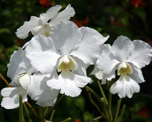 Vanda Poepoe