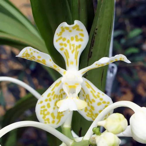 Vanda tricolor alba