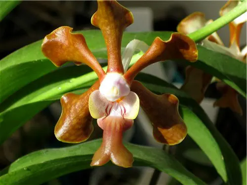 Vanda Marianne (denisoniana x tricolor)
