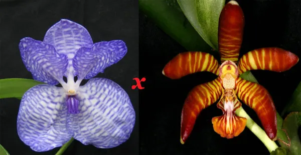 Vanda Esmeralda clarkei x coerulea
