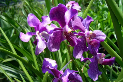 Vanda Mamo x tessellata 'blue'