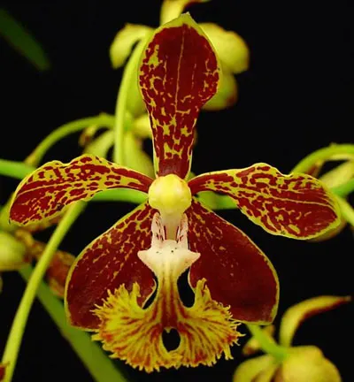 Vanda roeblingiana