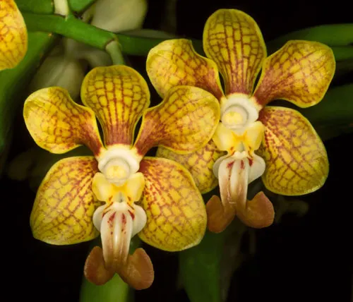 Vanda stangeana