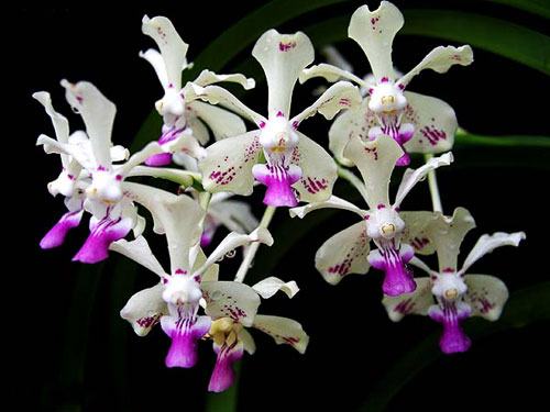 Vanda luzonica