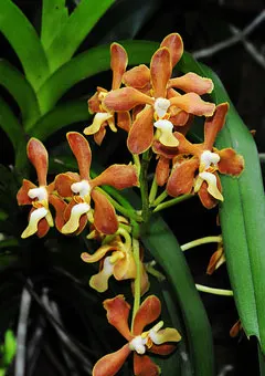 Vanda brunnea x tessellata