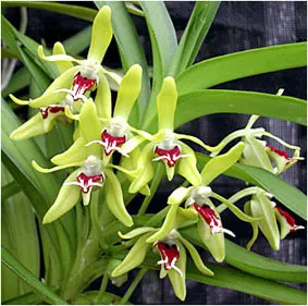Vanda cristata