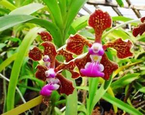 Vanda florescens