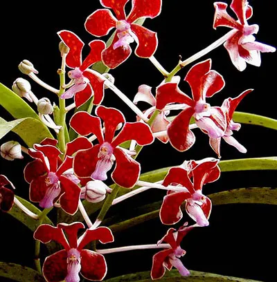 Vanda limbata