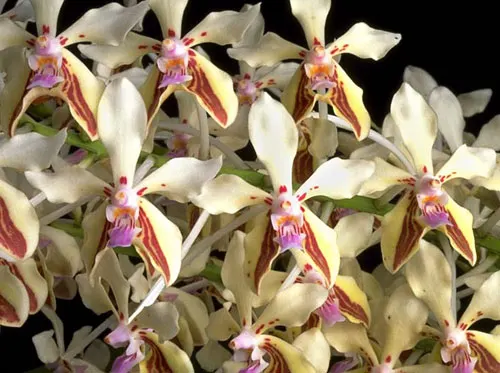 Vanda lamellata var