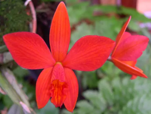 Sophrolaelia Psyche 'China'