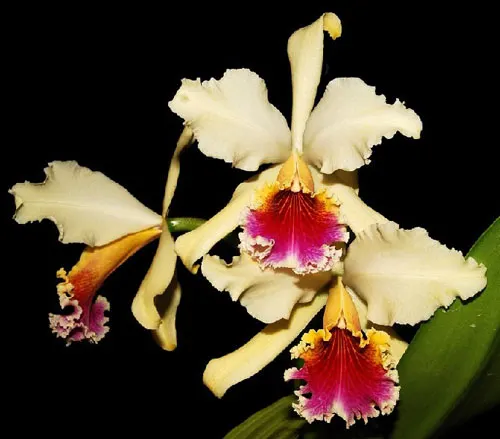 Cattleya rex '1372'
