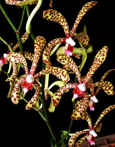 Arachnis flos-aeris