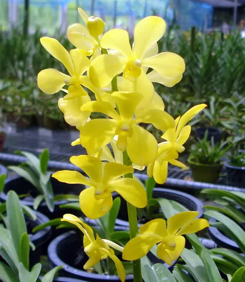 Mokara Chao Praya Gold