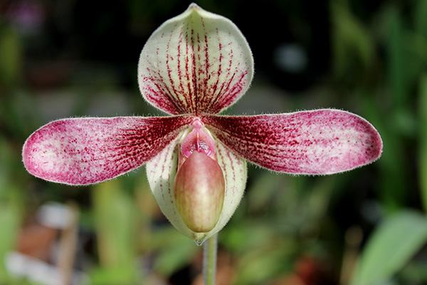 Paphiopedilum godefroyae var. ang-thong x lowii