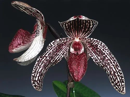 Paphiopedilum godefroyae var. angthong x stonei