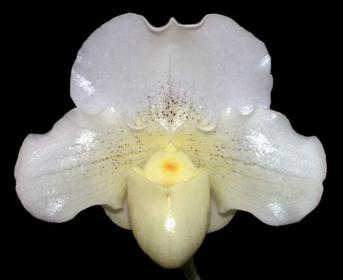 Paphiopedilum Hung Shen Moon (niveum x Enzan Fruit)
