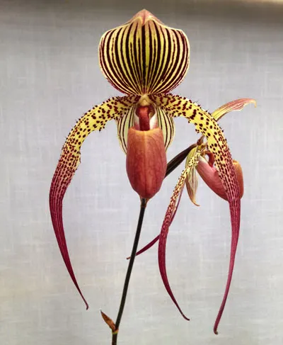 Paphiopedilum Jerry Spence x rothschildianum