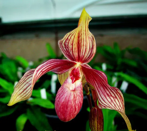 Paphiopedilum Michael Koopowitz x hangianum