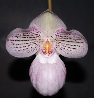 Paphiopedilum niveum 'Snow Prince' x micranthum