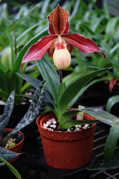 Paphiopedilum rothschildianum x (emersonii x hangianum)