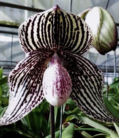 Paphiopedilum Daisy Barclay (rothschildianum x leucochilum)