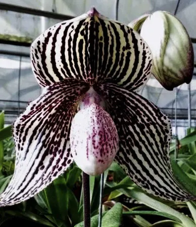 Paphiopedilum Daisy Barclay (rothschildianum x leucochilum)
