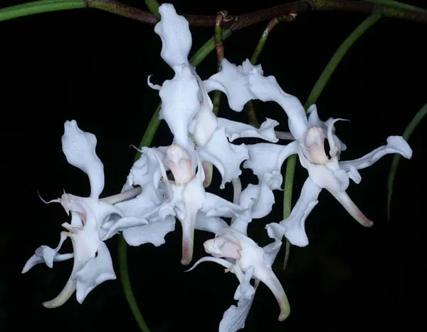 Papilionanthe vandarum