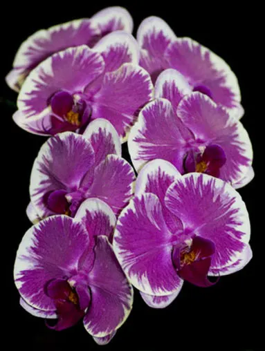 Doritaenopsis The Pride of Ben Yu