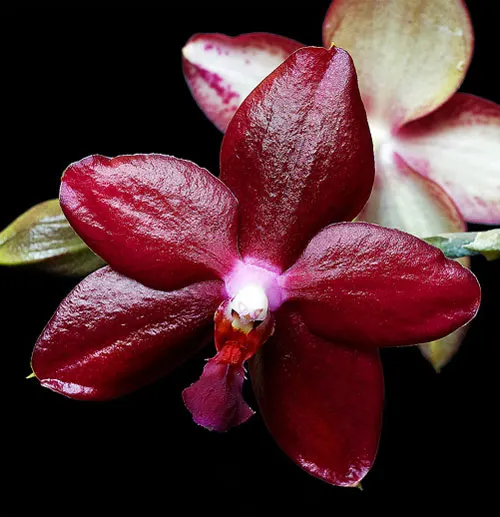 Phalaenopsis Miva Midi Libre
