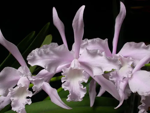 Laelia lobata concolor