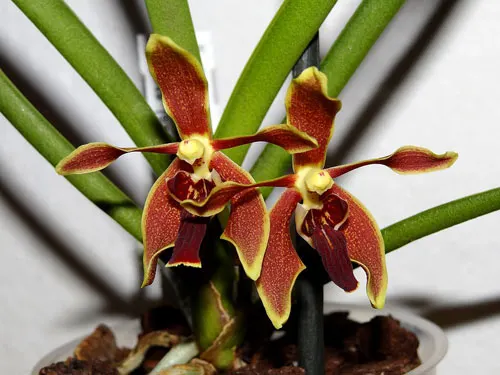 Paraphalaenopsis labukensis x Vanda alpina