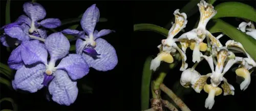 Vanda Herziana (coerulea x tricolor suavis)