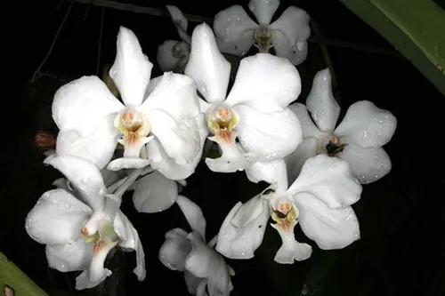 Vanda javierae