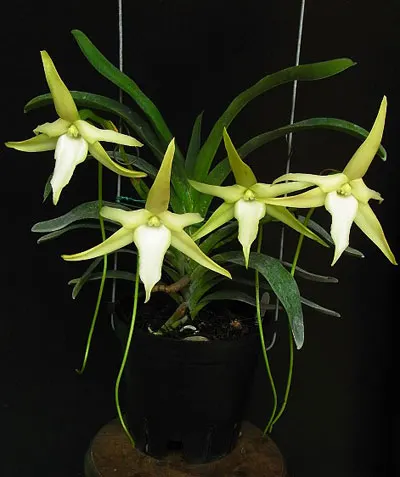 Angraecum bosseri