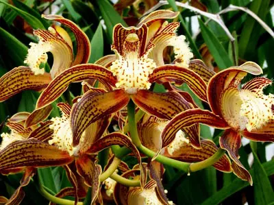 Cymbidium tracyanum