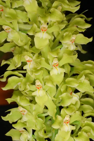 Gomesa recurva