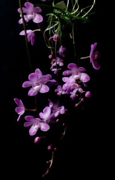 Sarcochilus ceciliae