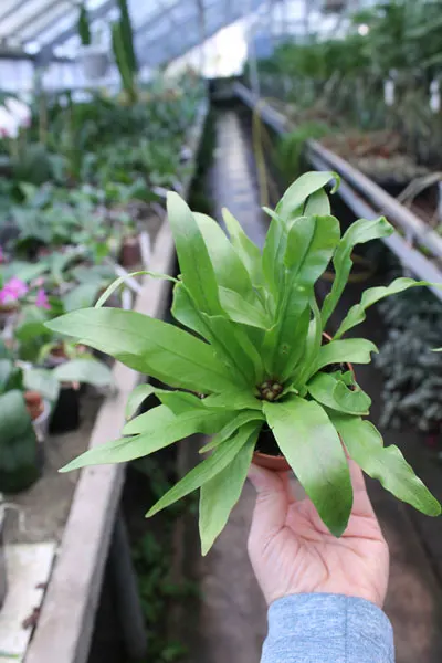 Asplenium antiquum