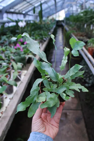 Polypodium aureum
