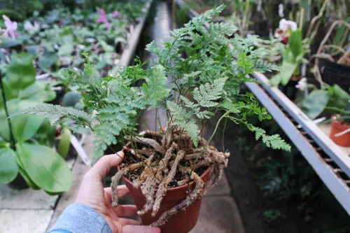 Davallia tyermanii