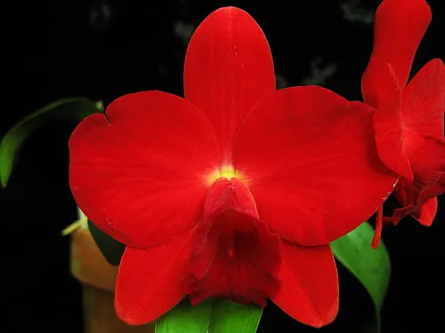 Sophrolaeliocattleya Jillian Lee