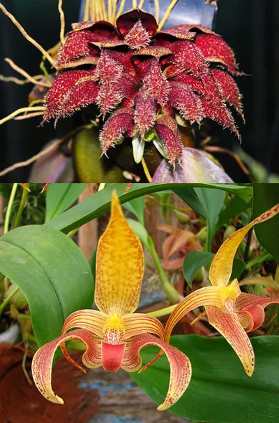 Bulbophyllum phalaenopsis x lobbii