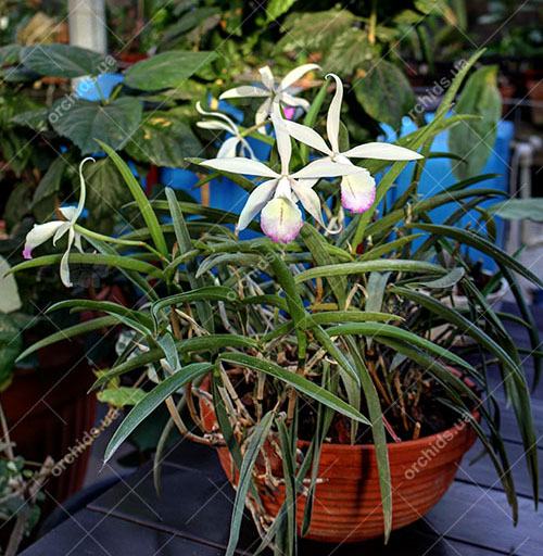 Laelia x oweniae