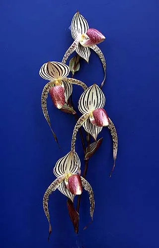 Paphiopedilum Lady Isabel