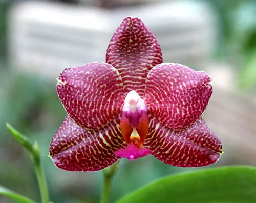 Phalaenopsis Yaphon Goodboy x Ld's Bear Queen